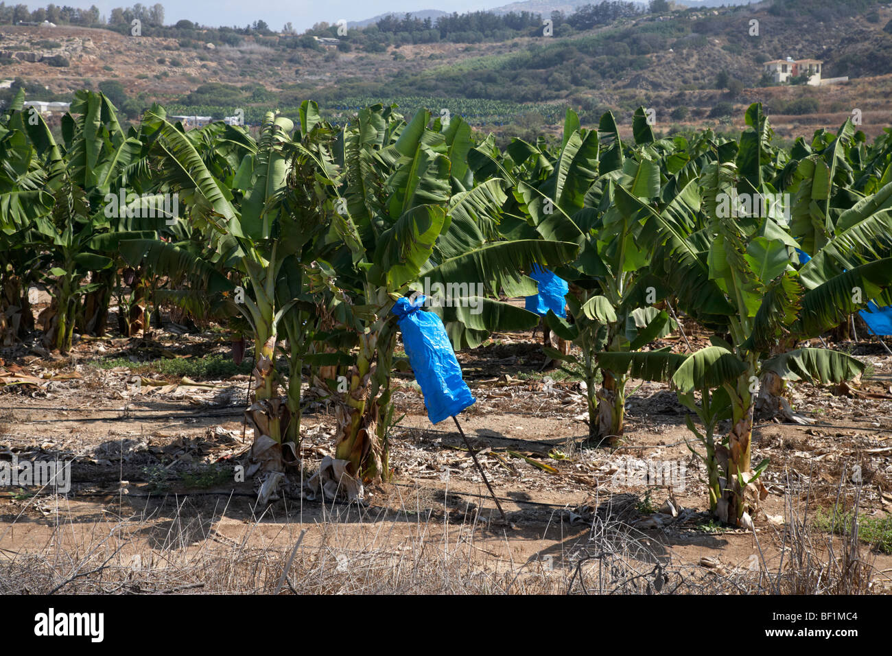 Bananenplantage in der Republik Zypern zeigt fallenden blauen Kunststoff zum Schutz und zur Reife Bananen Stockfoto