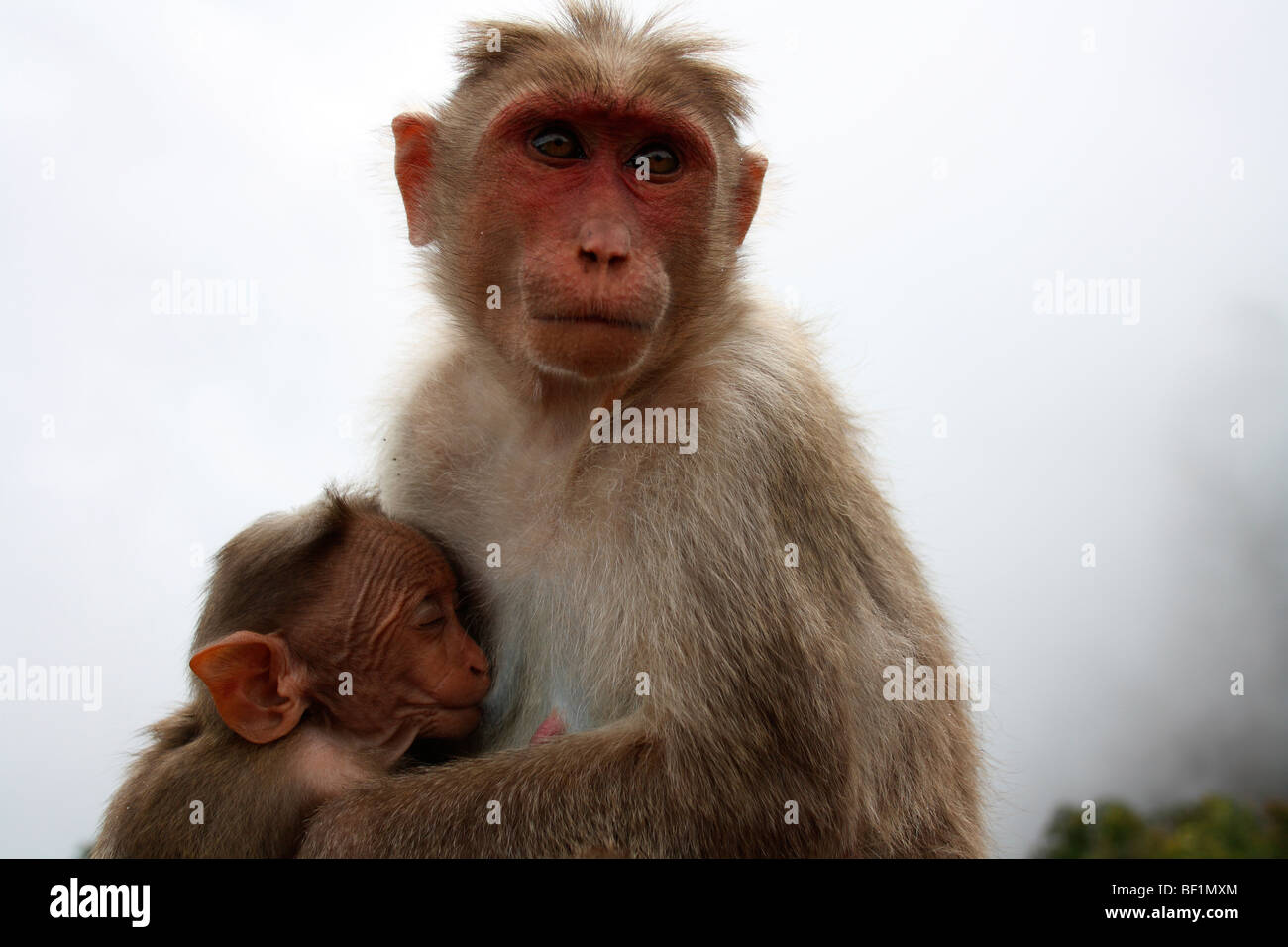 Elterliche Sorge, Affe, Mutter Kind, Mutter Fütterung Young Ling, indischen Affen, Fütterung Milch, Wild Life, indische Wild Life Stockfoto