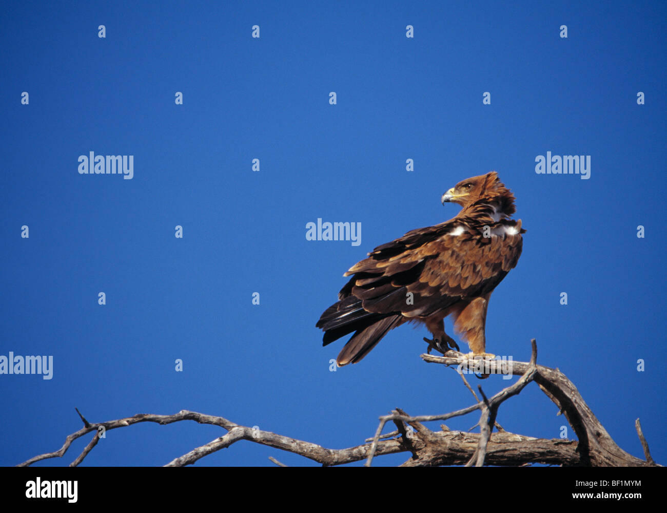 Tawny Adler, Aquila Rapax, Stockfoto