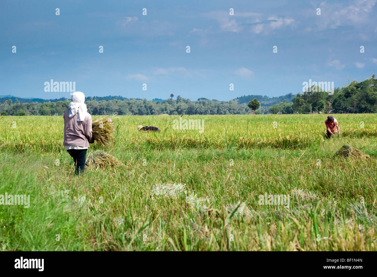 Philippinische Arbeiter ernten von Reis. Iloilo, Philippinen Stockfoto