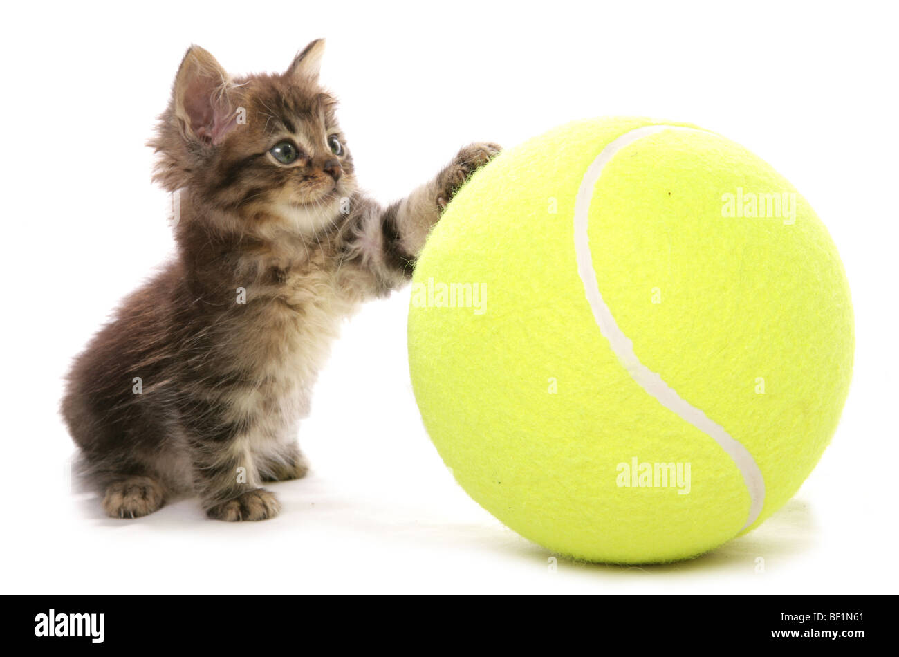 Kätzchen mit Tennis-Ball-Studio-Porträt Stockfoto