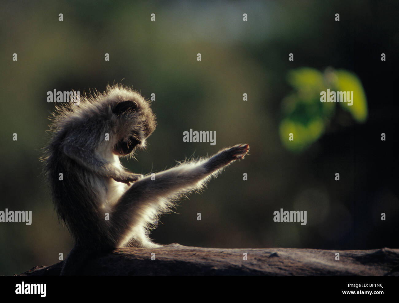 Vervet Affen, Green Monkey, grüne Aethiops, Stockfoto