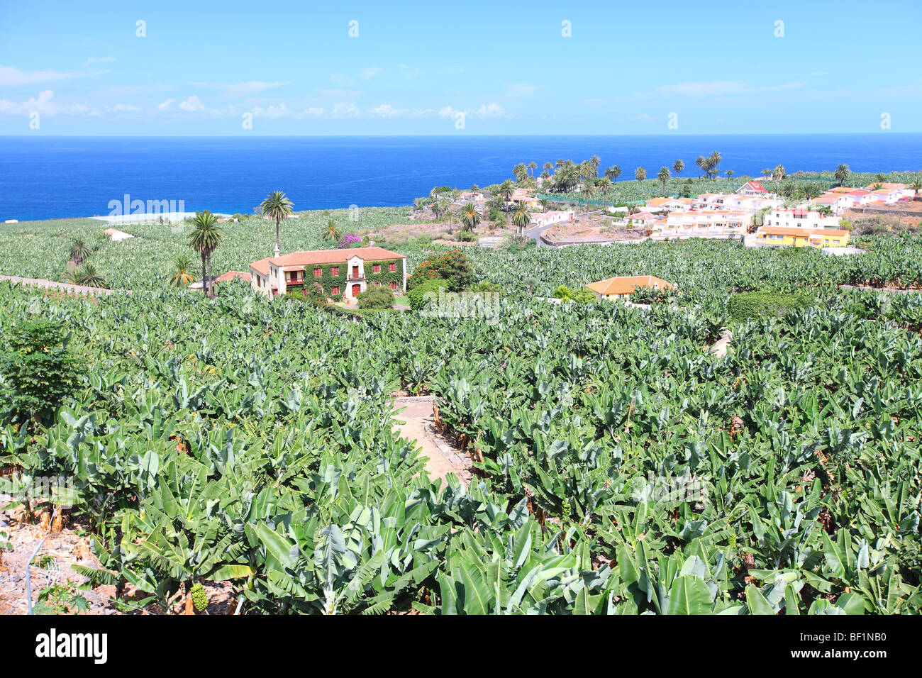 Teneriffa, Kanarische Inseln, island, Spanien, Las Granaderas, Bauernhof Bananenplantage Stockfoto
