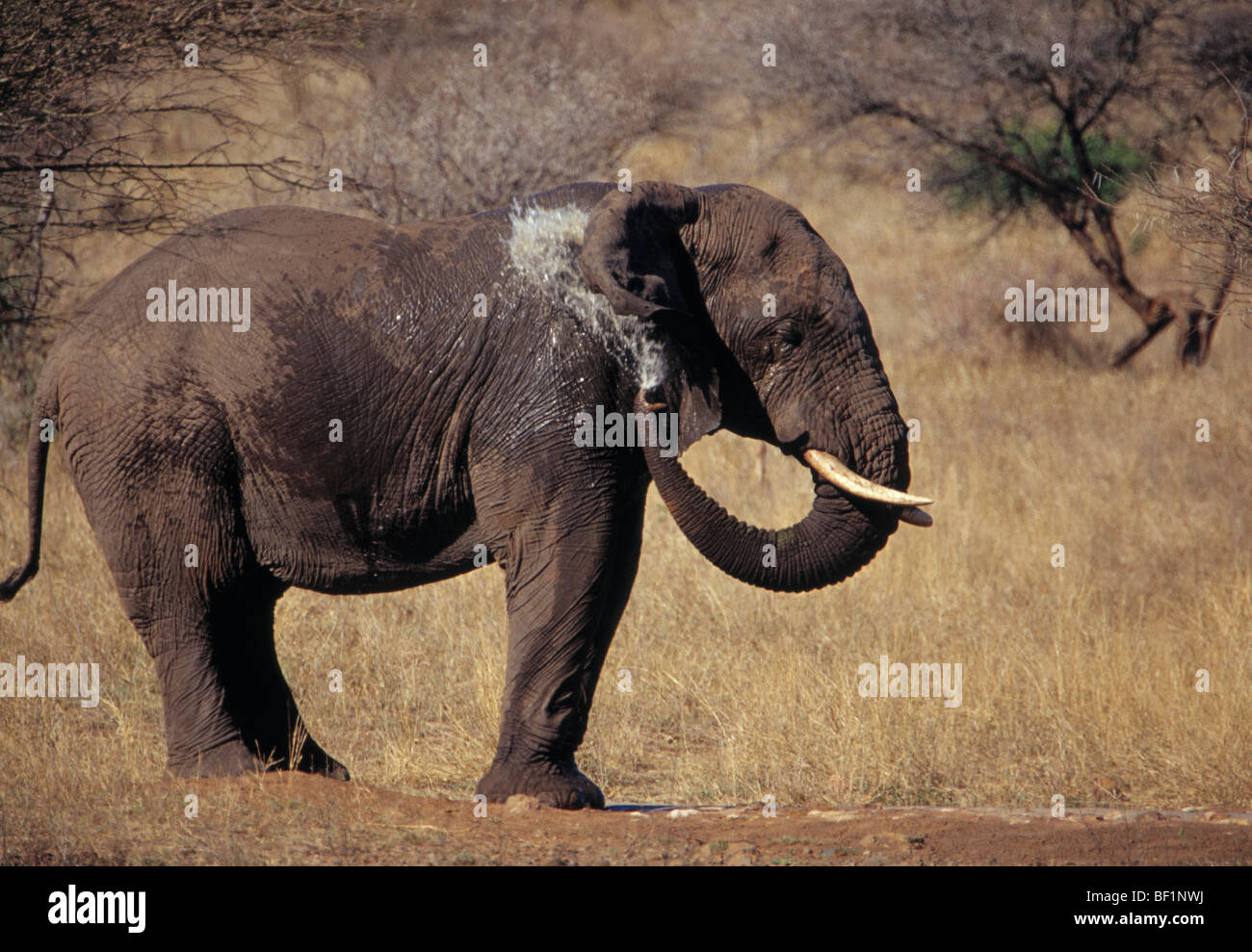 Afrikanische Elefanten, Elefant, Loxodonta africana Stockfoto