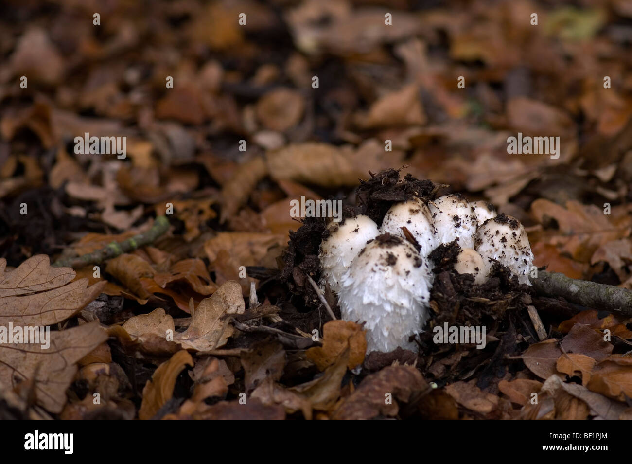 Im Herbst Pilze Stockfoto