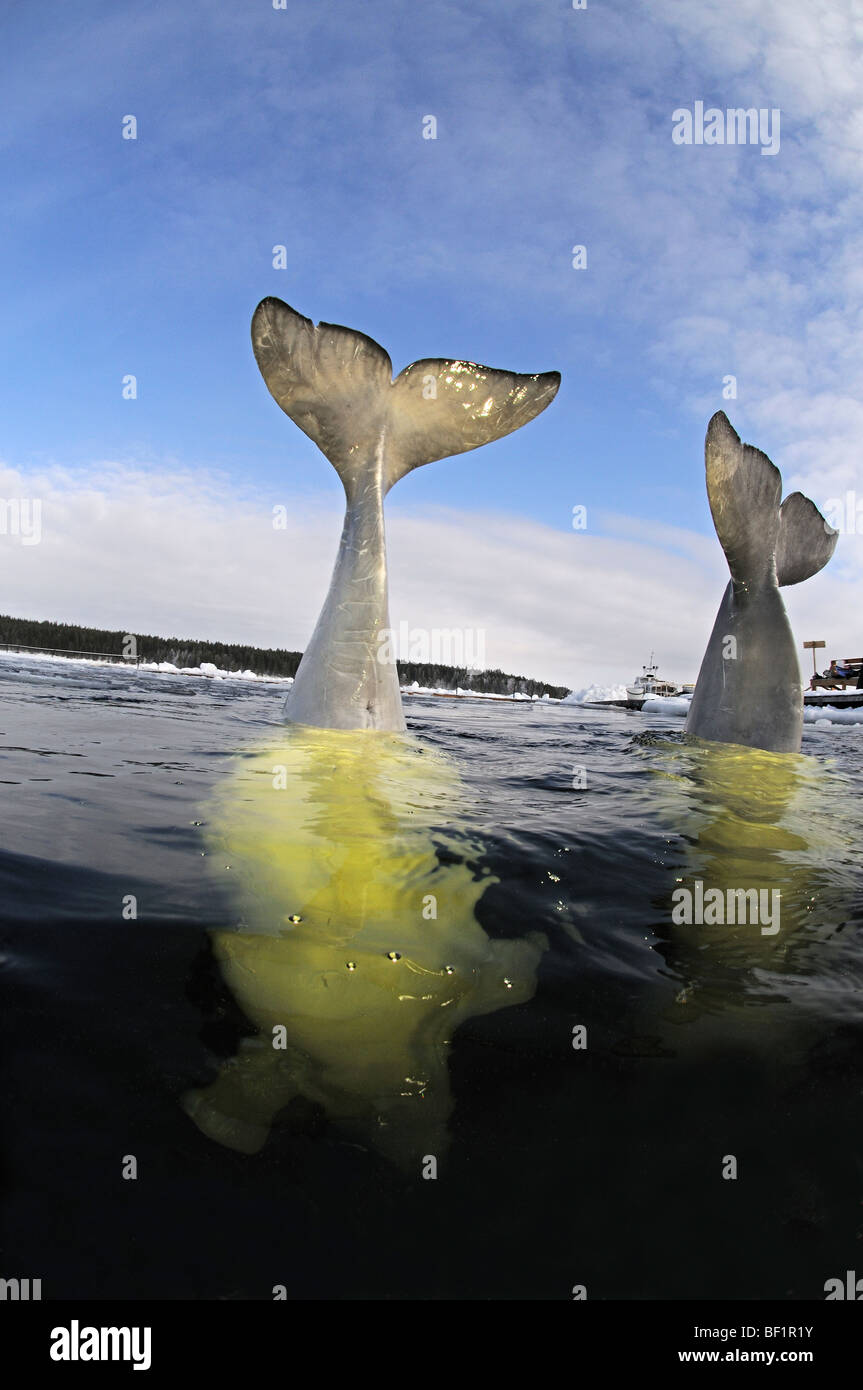 Delphinapterus Leucas, weißen Wal, Beluga, Belukha, Kanarischen Meer, weißes Meer, Russland Stockfoto