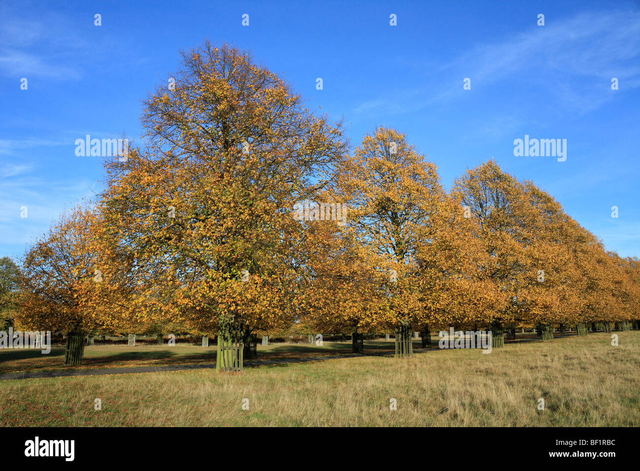 Herbstfarben auf der Lindenallee in Bushy Park, das Royal Park in der Nähe von Hampton Court, Middlesex, England, UK. Stockfoto