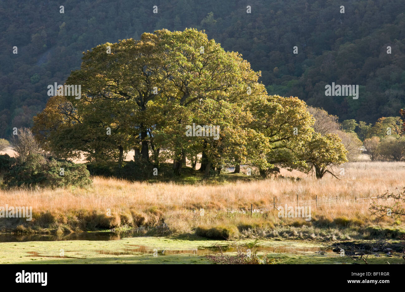 Büschel von Eichen in Borrowdale, Lake District, Cumbria Stockfoto