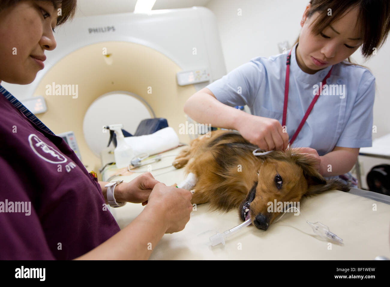 Ein Dachshound Hund durchläuft einen CT-Scan in einer japanischen tierärztliche Klinik. Stockfoto