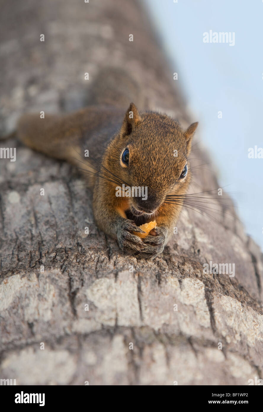 Eichhörnchen, kopfüber hängend auf Baumrinde an den Füßen, Fütterung, Bali, Indonesien. (Möglicherweise blass Riese Eichhörnchen (Ratufa Affinis) Stockfoto