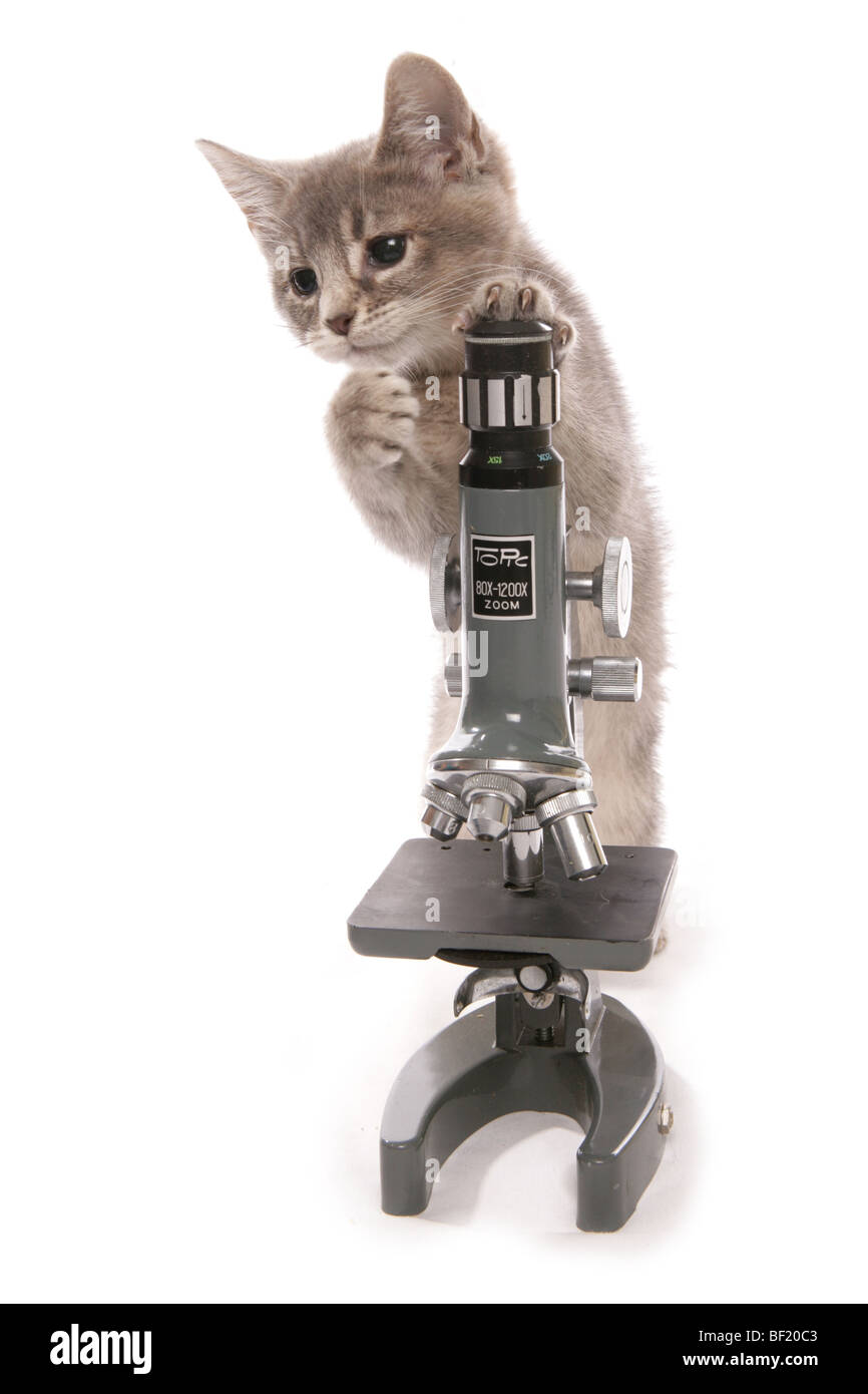 Kätzchen mit Wissenschaftlern Mikroskop Studioportrait Stockfoto