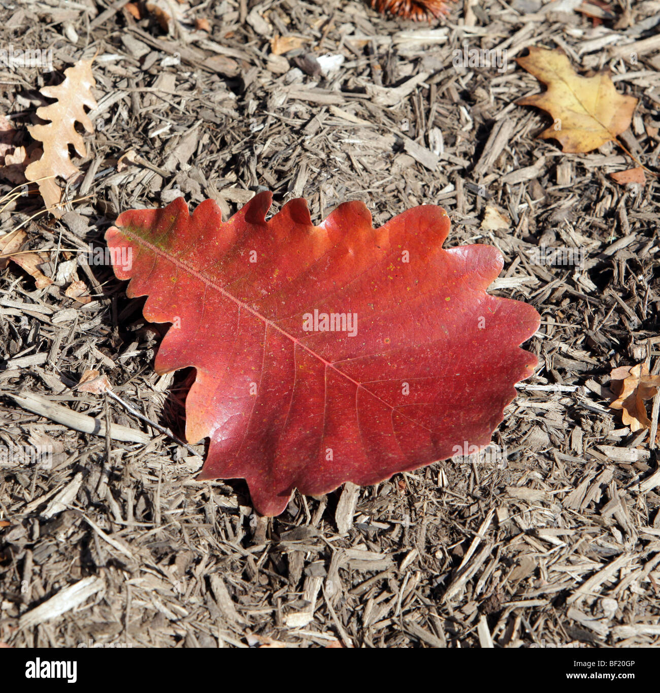 Ein einziges großes Blatt eines Quercus Dentata Kaiser Eiche Fagaceae Japan Korea China. Verlegung auf Bett von Mulch. Stockfoto