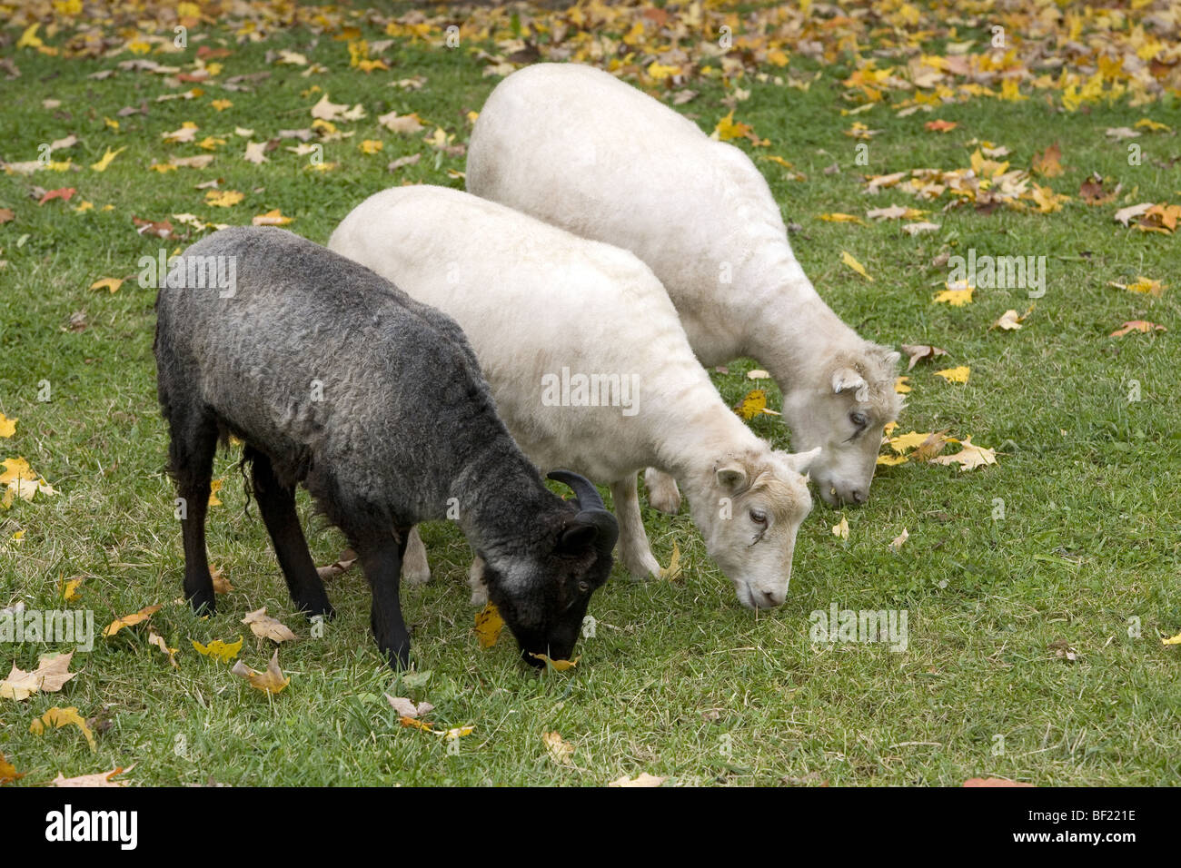 Isländische Schafe (von einem öffentlichen Park Demonstration Bauernhof) Stockfoto