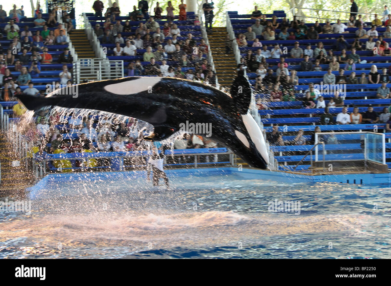 Schwertwal - SeaWorld San Antonio (Texas), die größte der drei SeaWorld parks Stockfoto