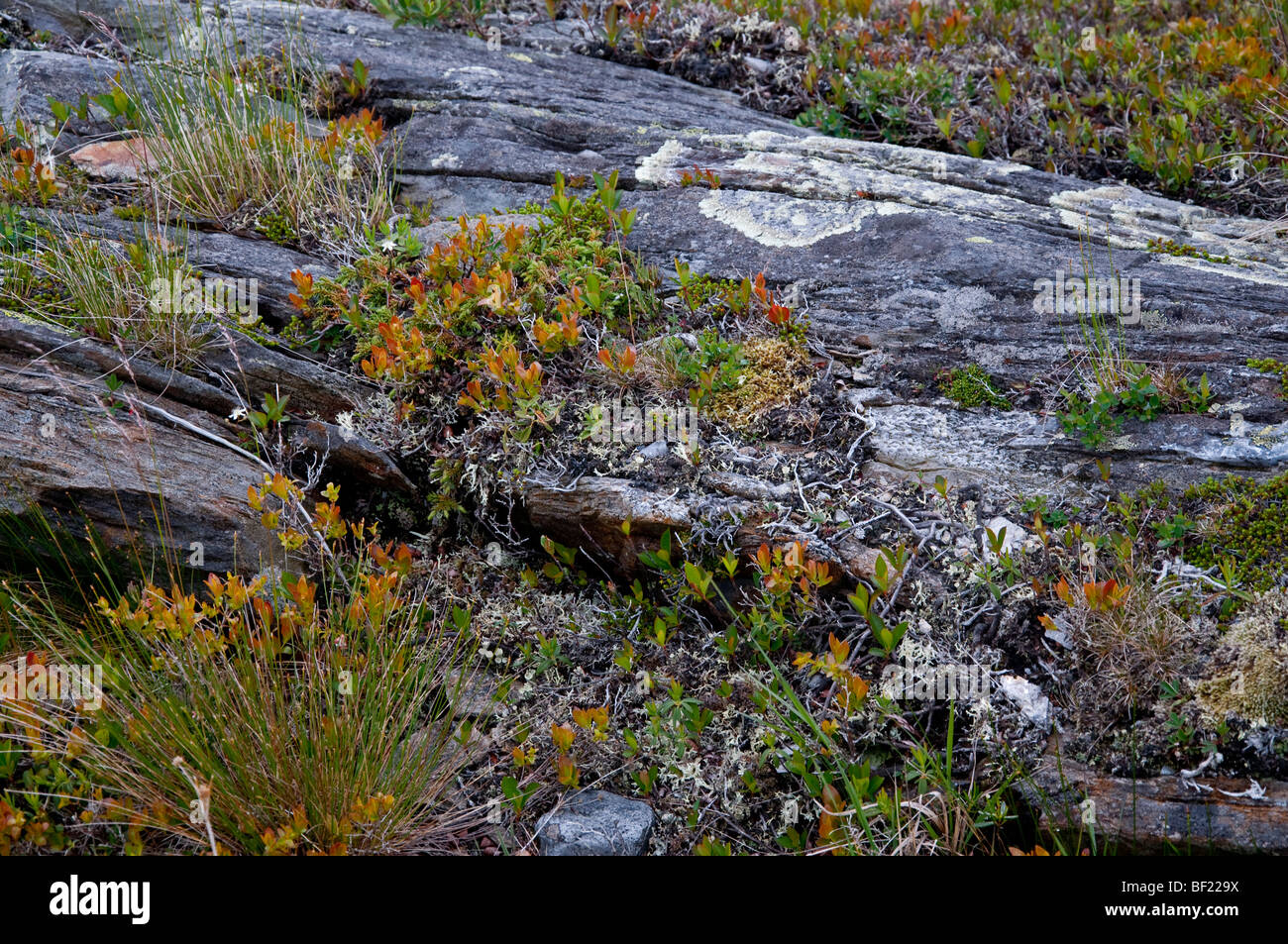 Neufundland Grundgestein mit Vegetation kaum festhalten Stockfoto