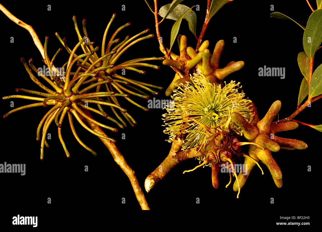 Close-up Eukalyptus Blüte und Knospe, Australien Stockfotografie