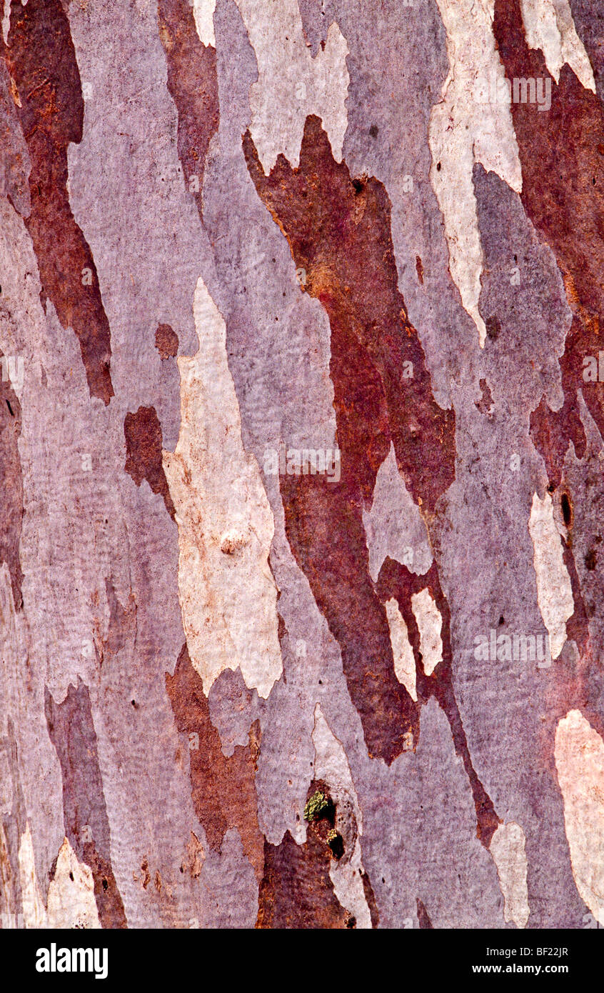 Baum Rinde Detail, Australien Stockfoto