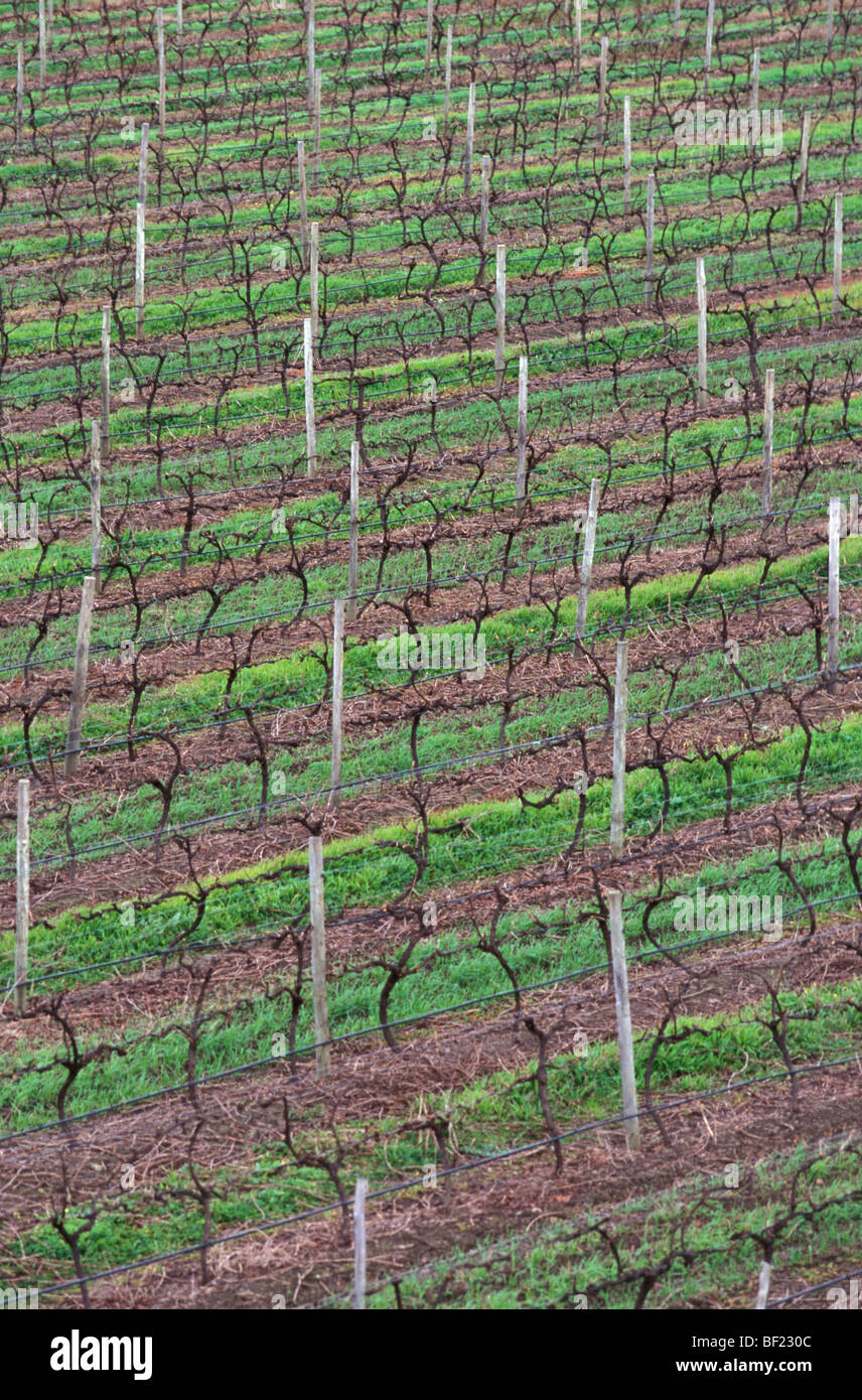 Weingut Goundrey Weine Mount Barker Western Australia Australien Stockfoto