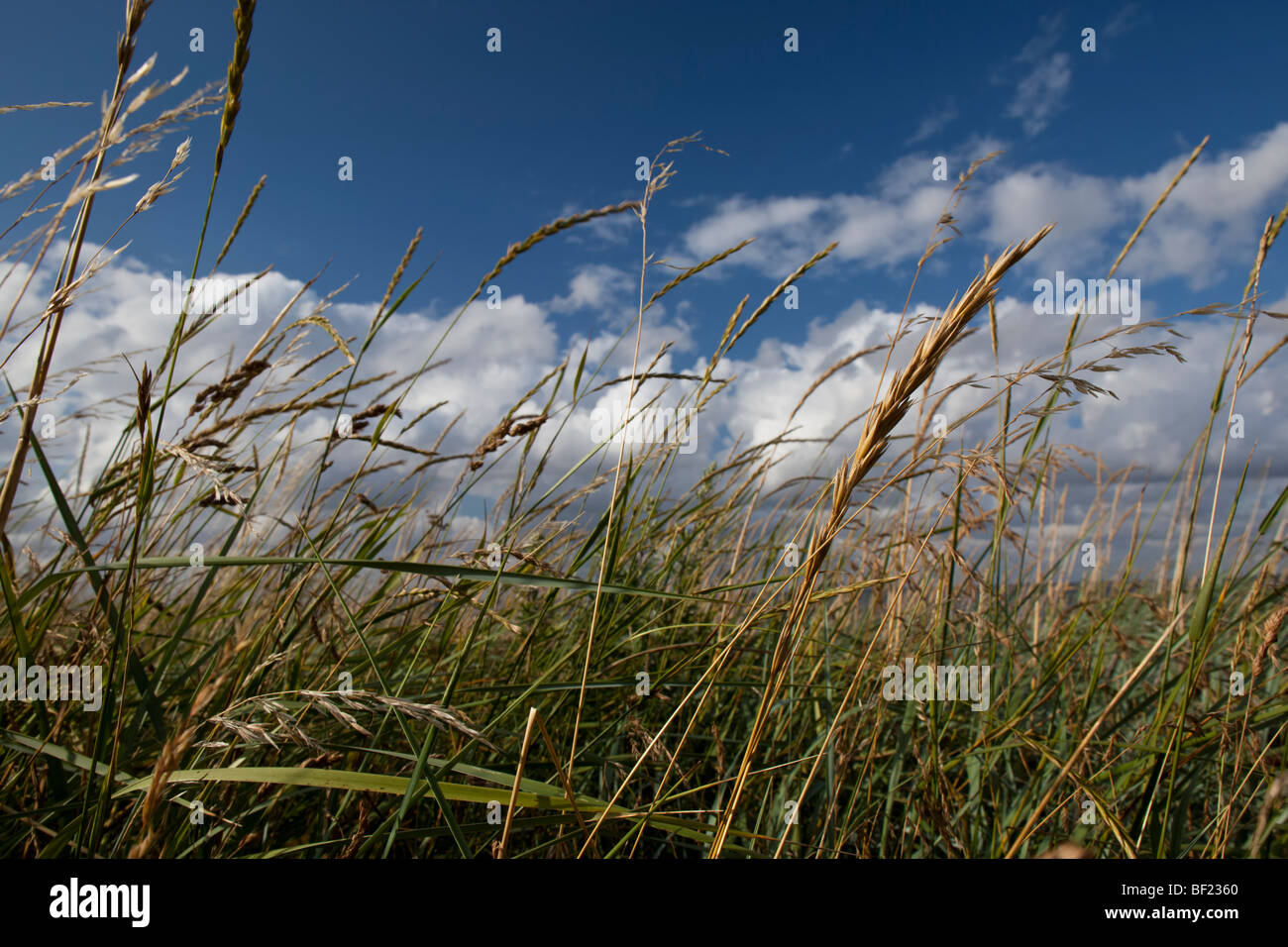 Maisfeld in Virksund, Dänemark. Stockfoto