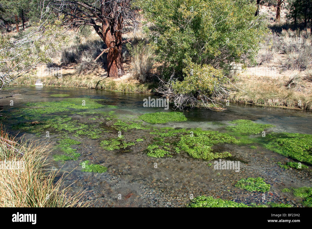 Bachbett der oberen Owens River, CA. Stockfoto