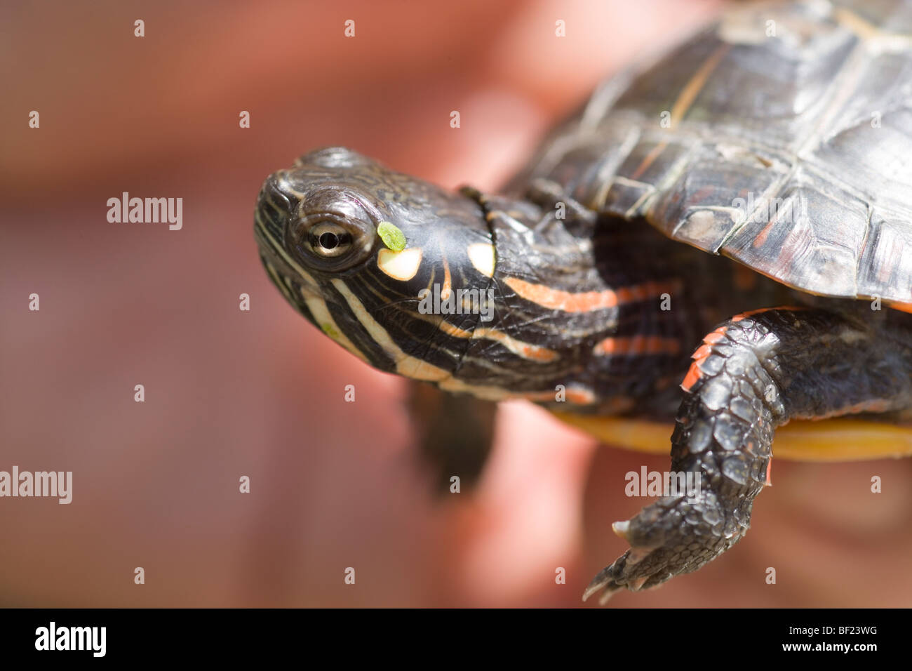 North American gemalt Schildkröten (Chrysemys Picta). Stockfoto