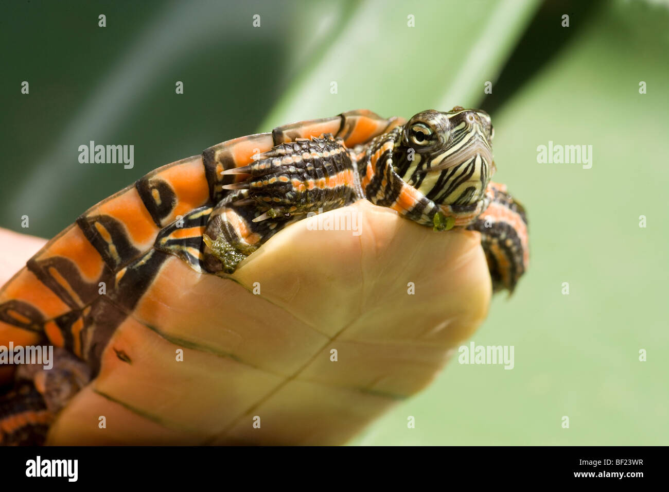 Südlichen gemalt Schildkröten (Chrysemys Picta Dorsalis). Klar, gelb, unmarkierte Plastron oder Undershell dieser Unterart zeigen. Stockfoto