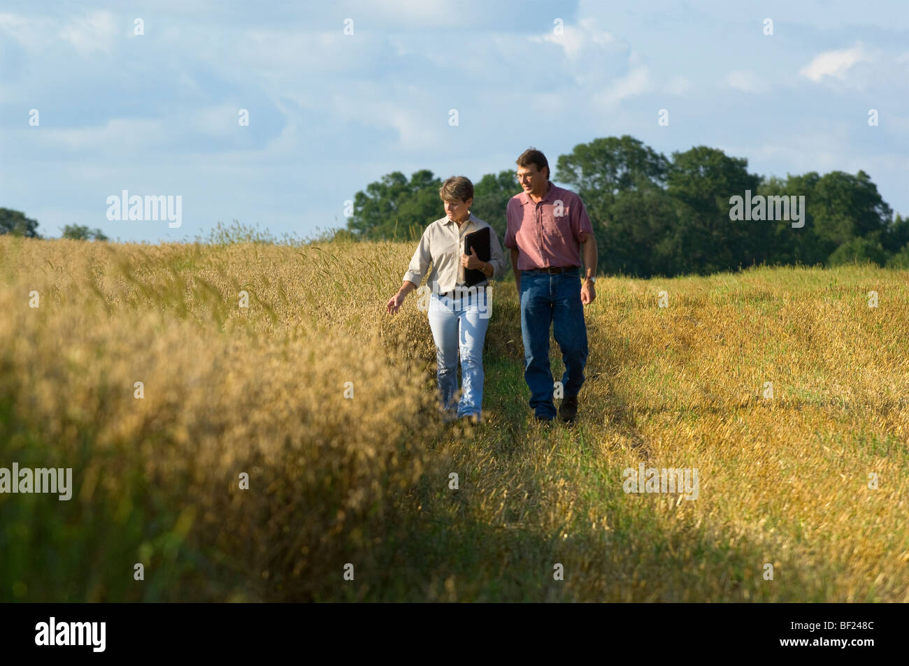 Landwirtschaft - Mann und Frau Landwirte inspizieren ihre Reifung Hafer Ernte / Minnesota, USA. Stockfoto