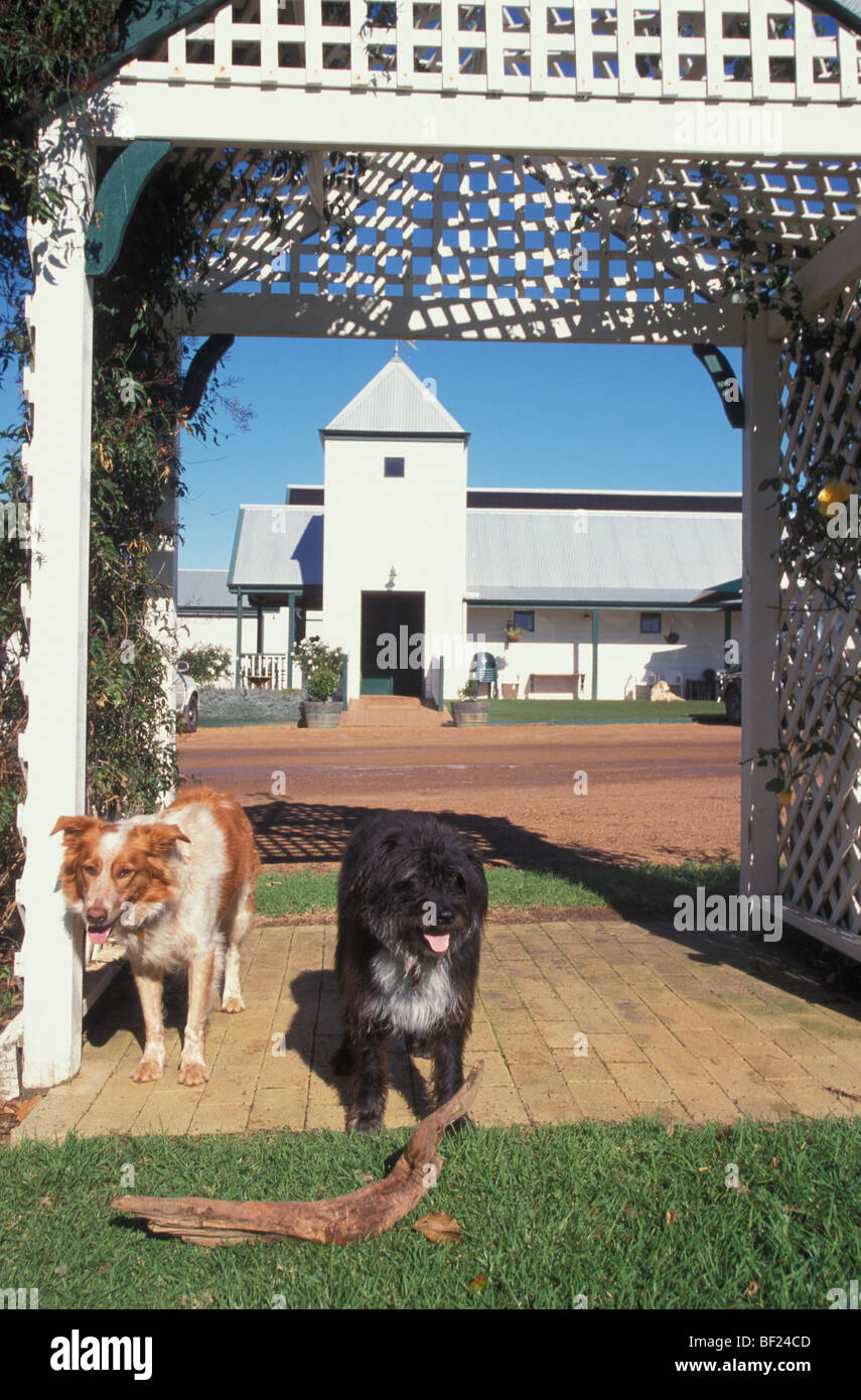 Wein Hunde begrüßen Ausschuss Heuboden Hill Winery Margaret River Western Australia Australien Stockfoto