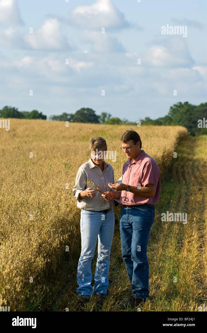 Landwirtschaft - Mann und Frau Landwirte inspizieren ihre Reifung Hafer Ernte / Minnesota, USA. Stockfoto