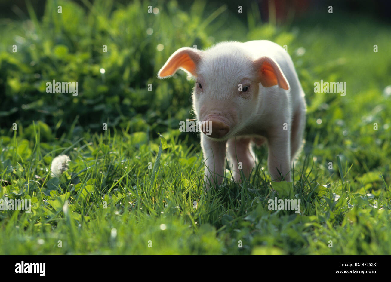 Hausschwein (Sus Scrofa Domestica), Ferkel, stehend auf dem Rasen. Stockfoto