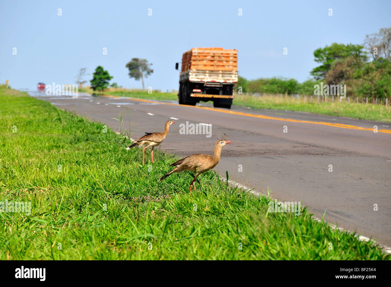 Roten Beinen Siriemas, Cariama Cristata, in der Nähe von Straße, Sao Paulo, Brasilien Stockfoto