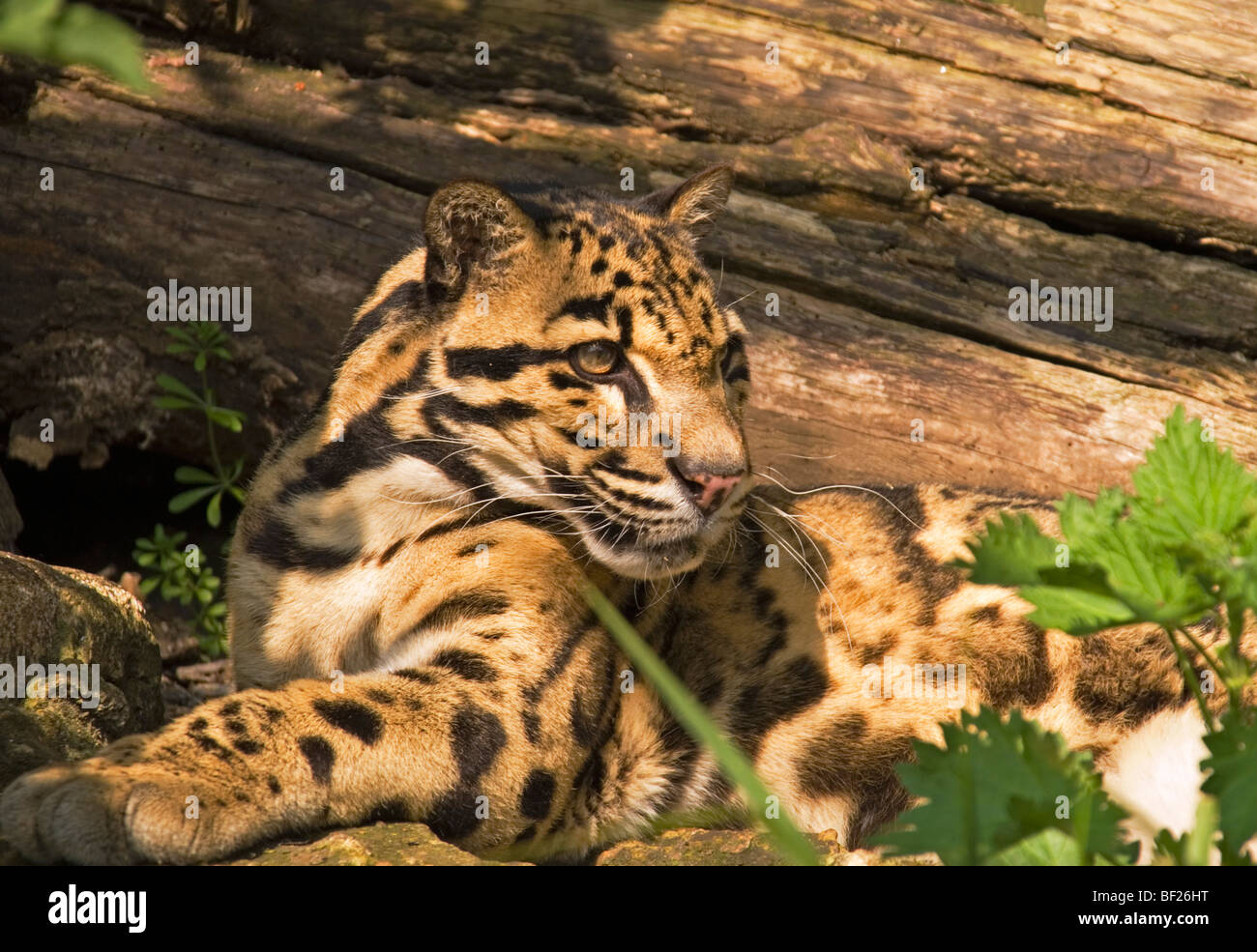 Leopard (Neofelis Nebulosa) unter dem Schutz der Santago seltenen Leoparden Projektes im Welwyn getrübt Stockfoto
