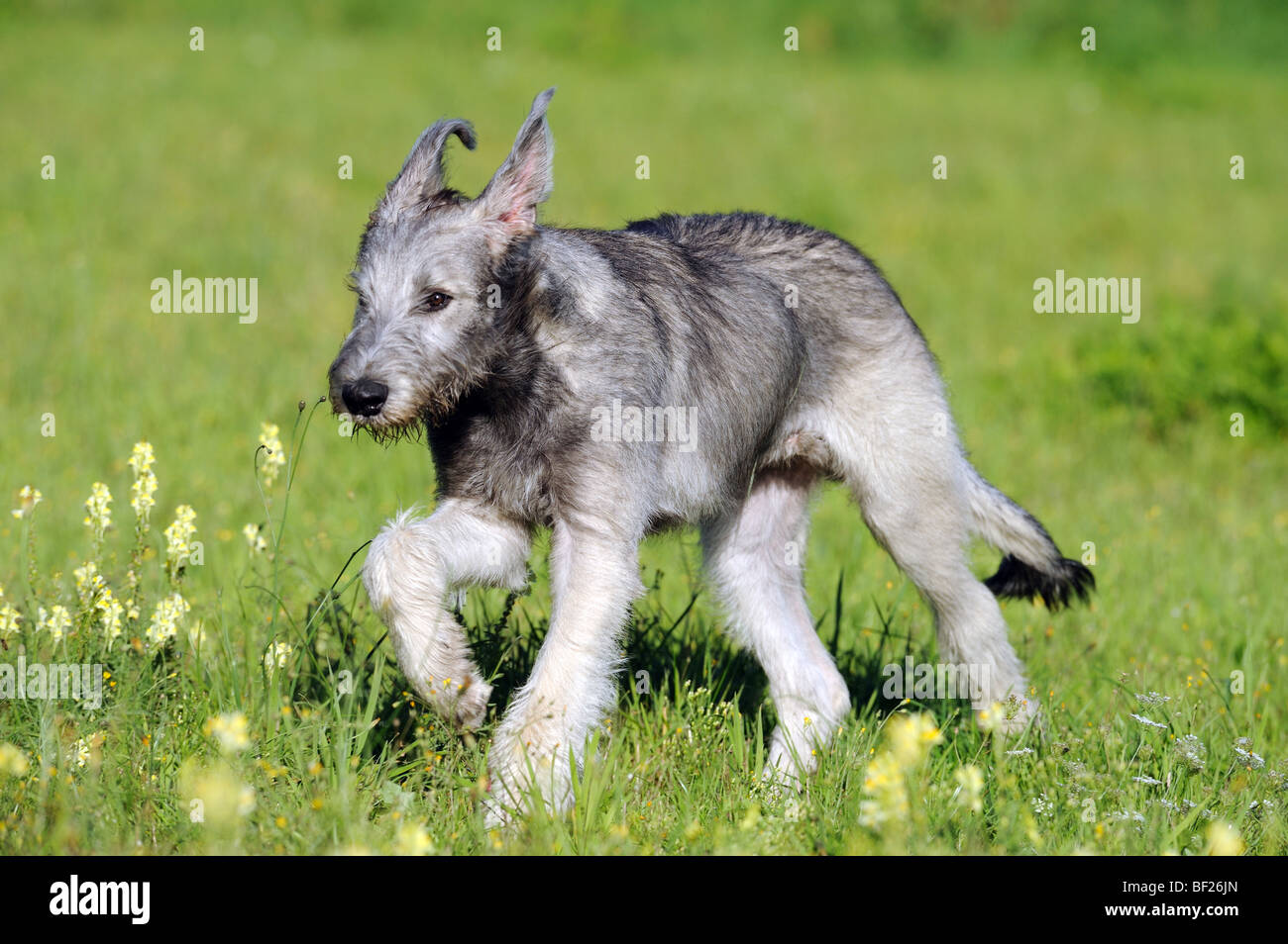 Irischer Wolfshund (Canis Lupus Familiaris), Welpen über blühende Wiese laufen. Stockfoto
