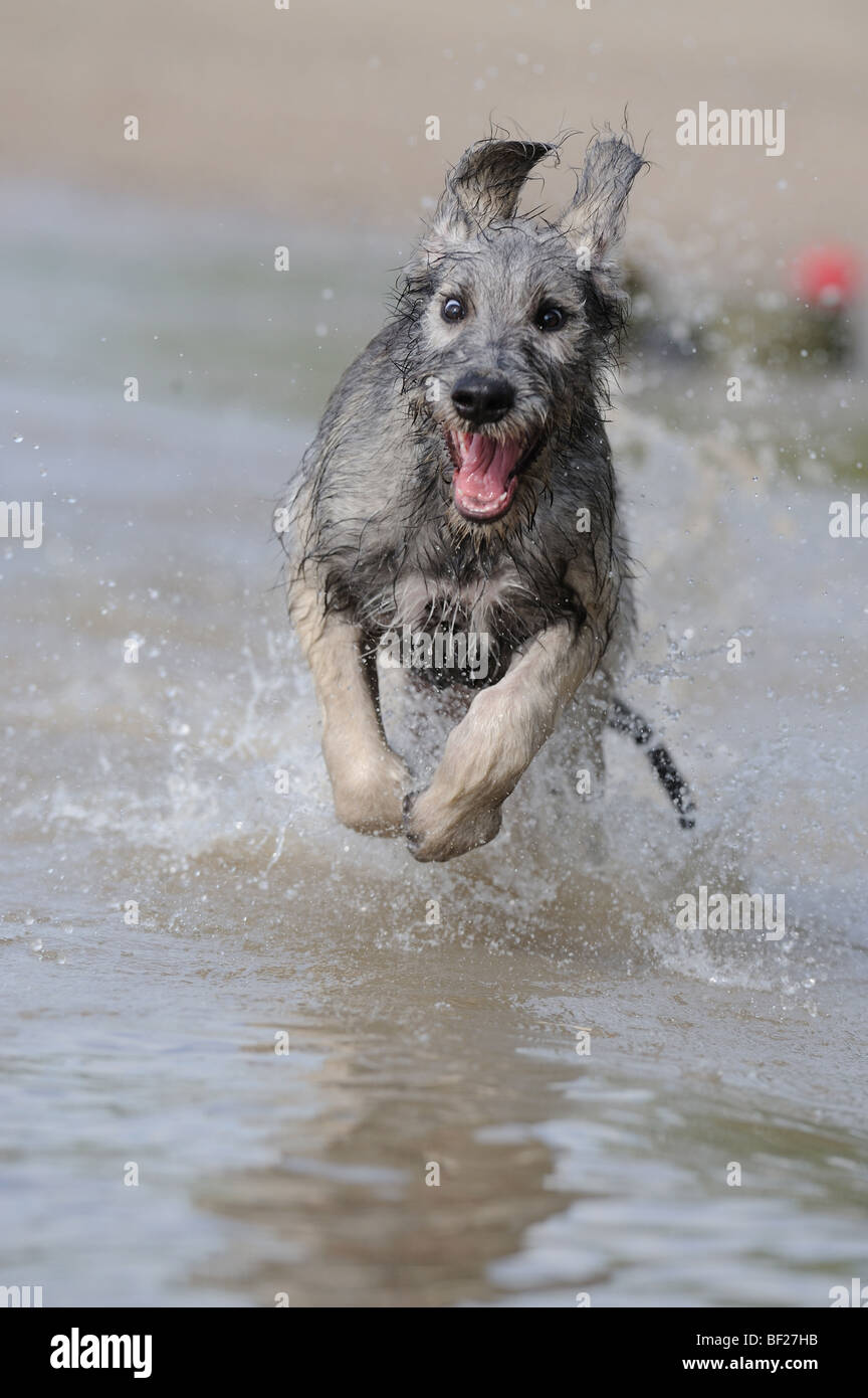 Irischer Wolfshund (Canis Lupus Familiaris), Welpen durch seichtes Wasser laufen. Stockfoto