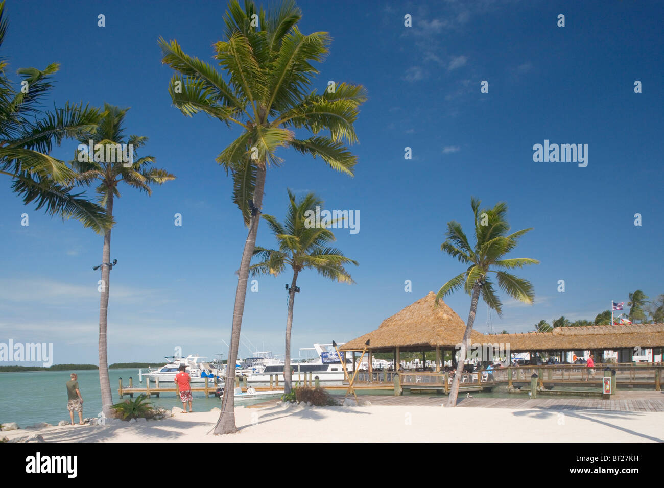 Palmen vor Holiday Isle Resort unter blauem Himmel, Islamorada, Florida Keys, Florida, USA Stockfoto