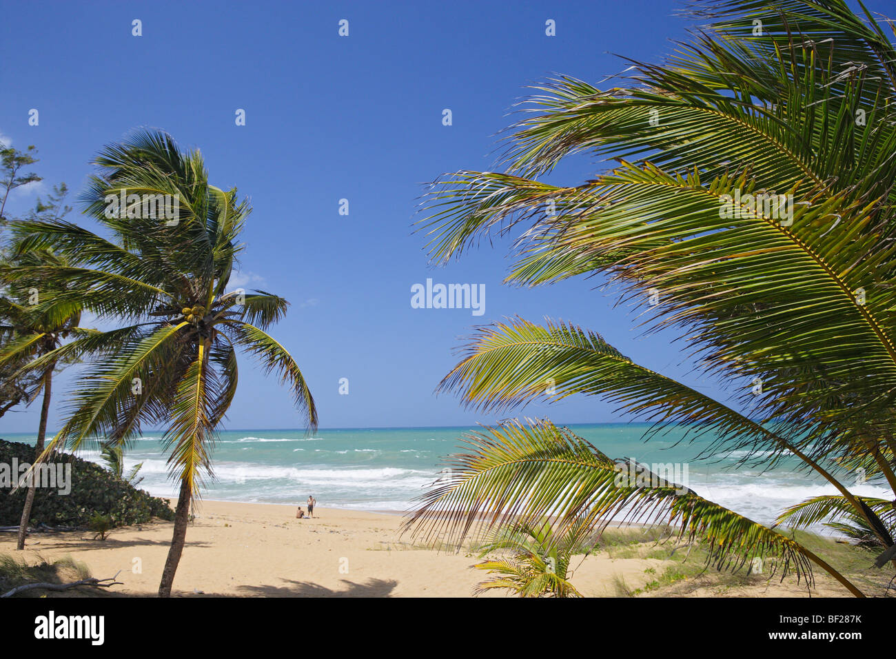 Palmen am Strand von Tres Palmitas unter blauem Himmel, Puerto Rico, Karibik, Amerika Stockfoto