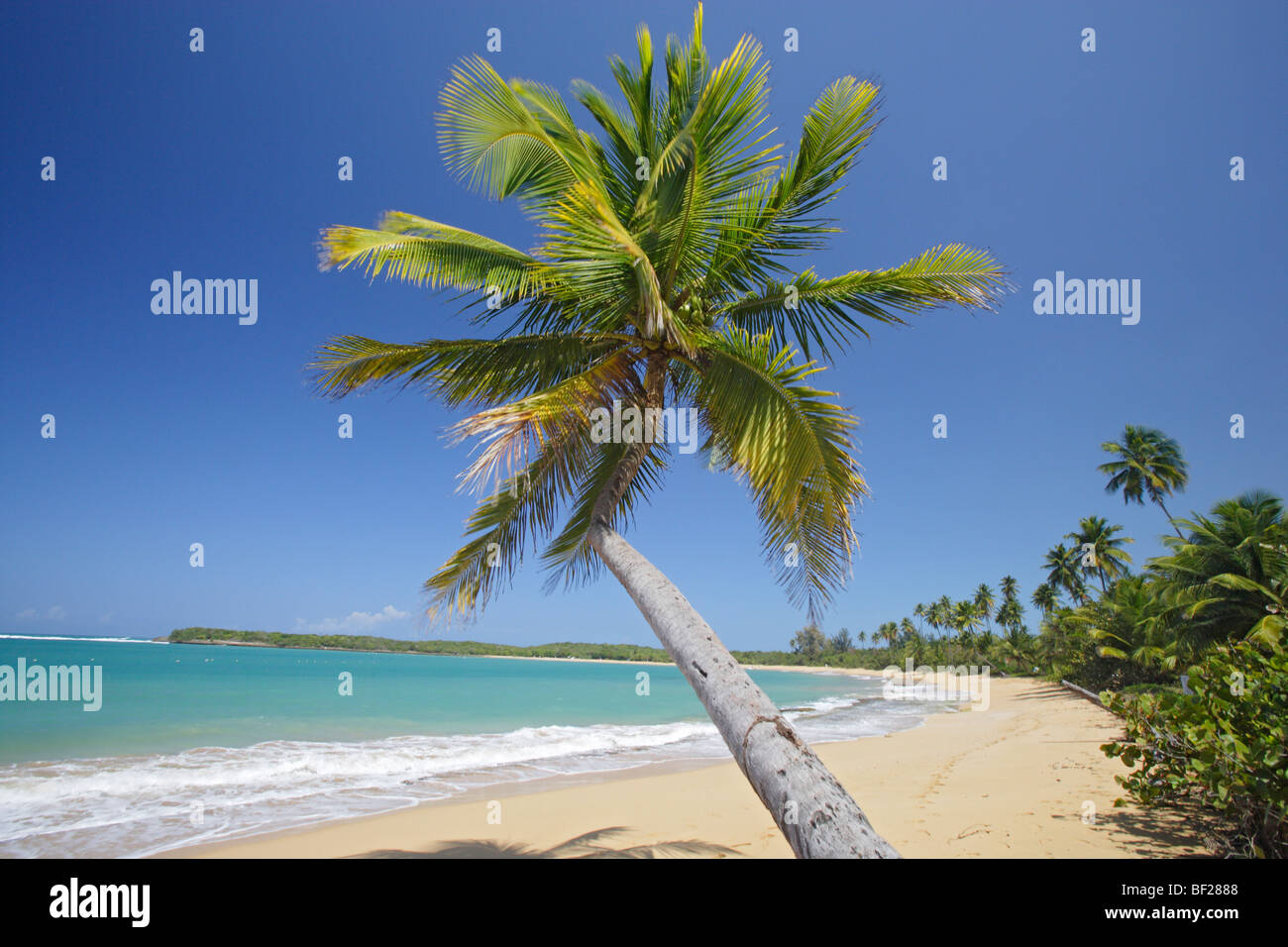 Palmen am Strand von Tres Palmitas unter blauem Himmel, Puerto Rico, Karibik, Amerika Stockfoto