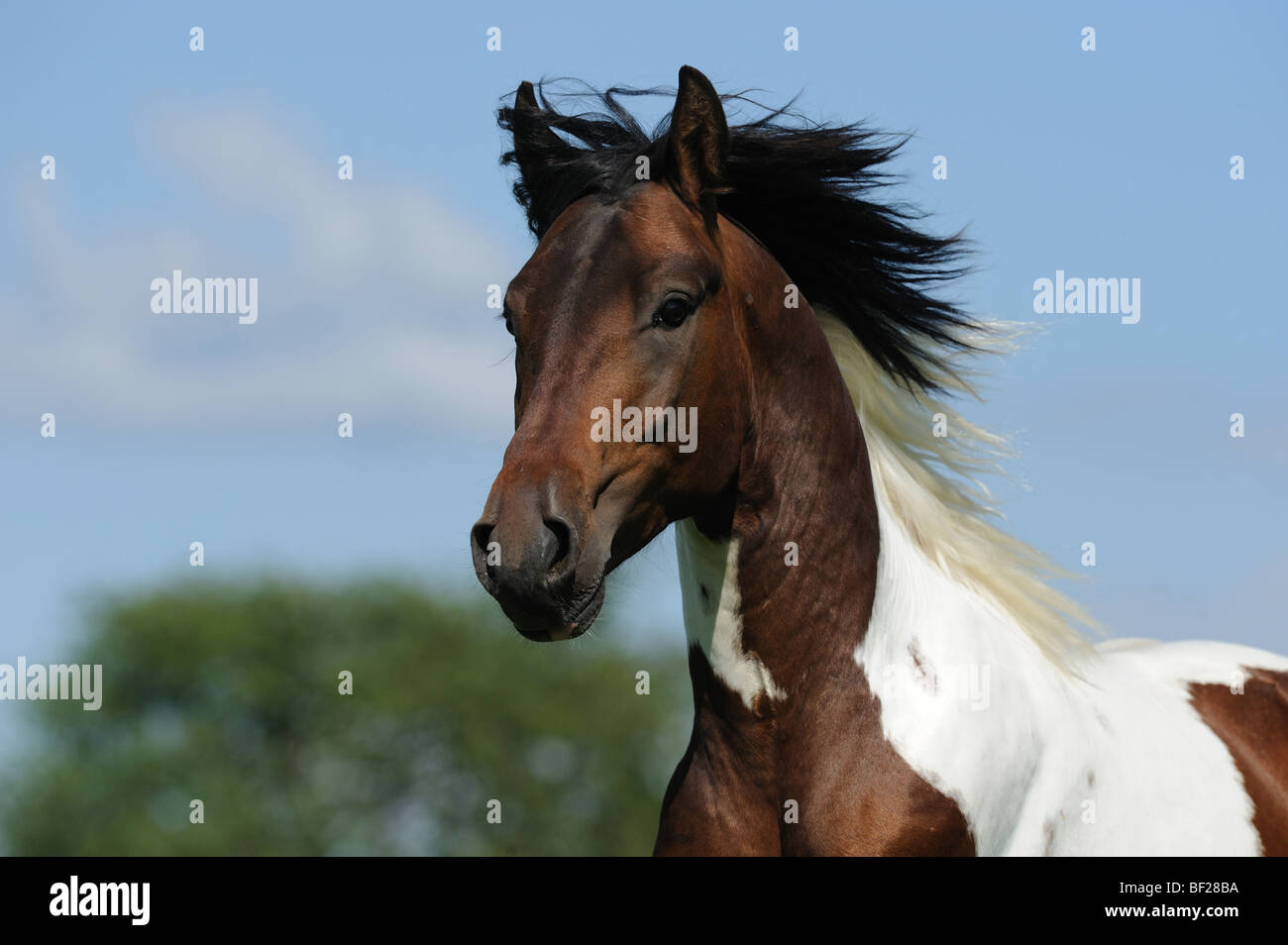 Lewitzer-Pferd (Equus Caballus), Portrait. Stockfoto