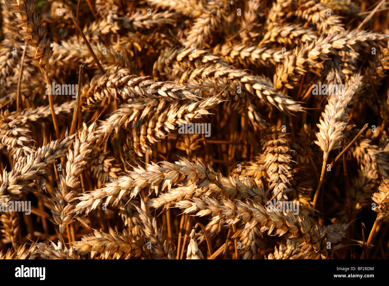 Weizenfeld erntereif Stockfoto