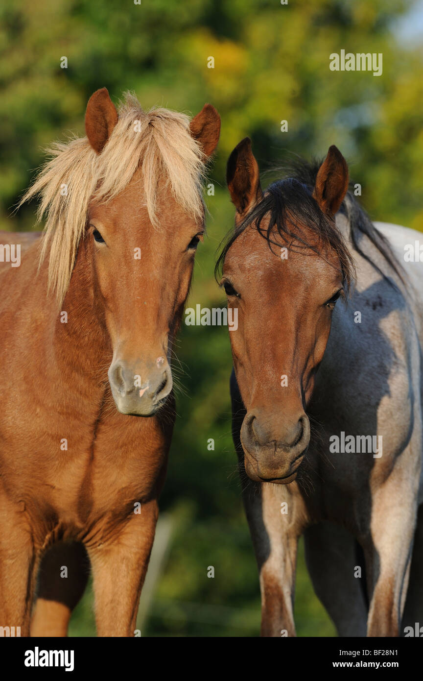Mangalarga Marchador und isländische Pferd (Equus Caballus). Porträt von zwei Wallache. Stockfoto
