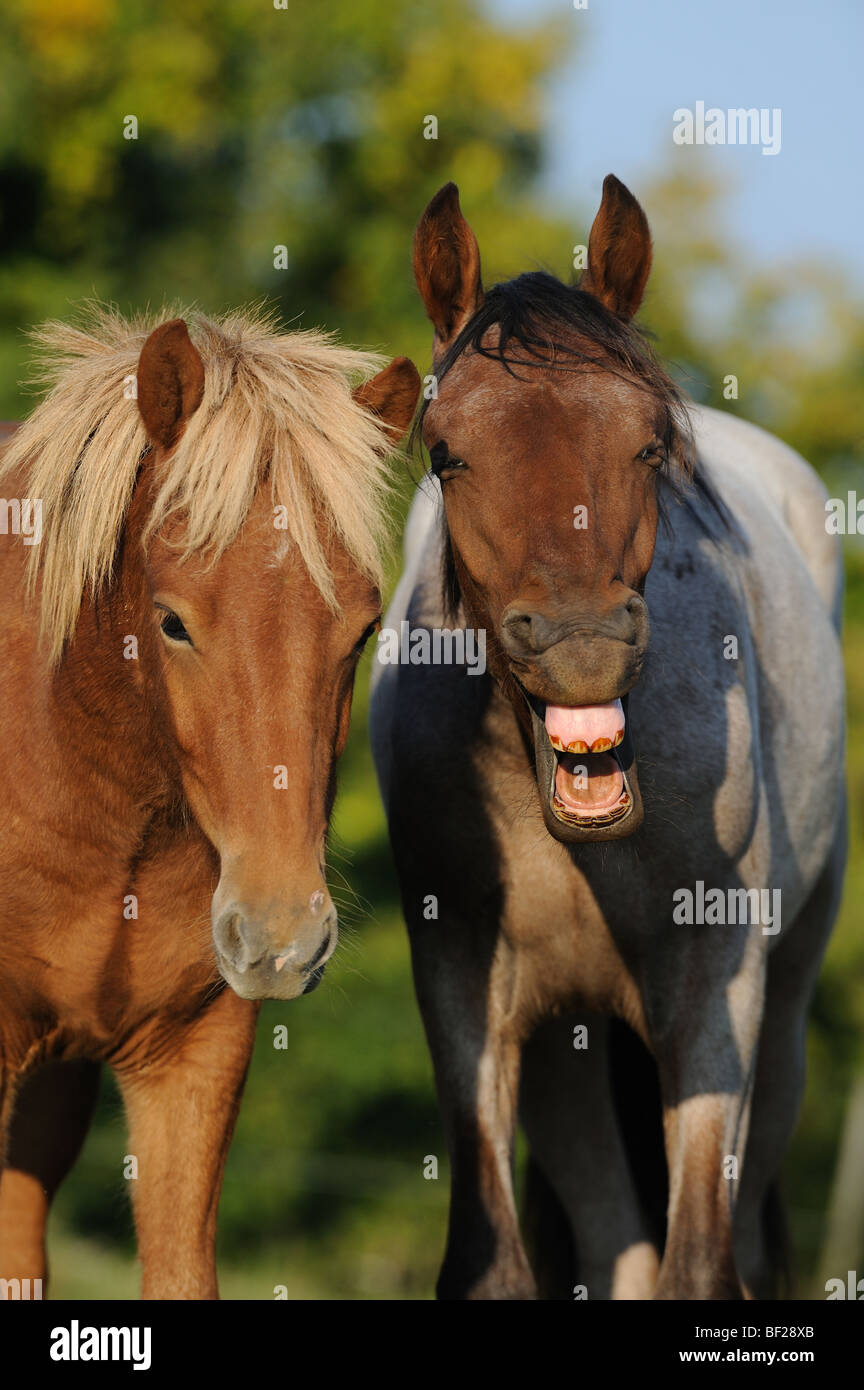 Mangalarga Marchador und isländische Pferd (Equus Caballus). Porträt von zwei Wallache, einer von ihnen Gähnen. | Stockfoto