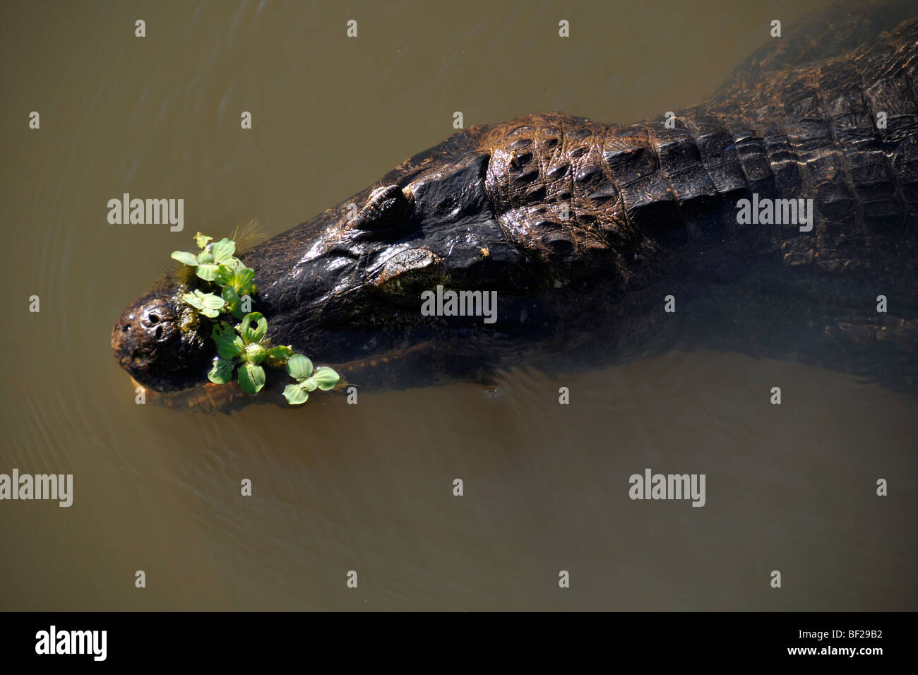 Pantanal-Kaimane, Caiman Crocodilus Yacare, San Francisco Ranch, Miranda, Mato Grosso Do Sul, Brasilien Stockfoto