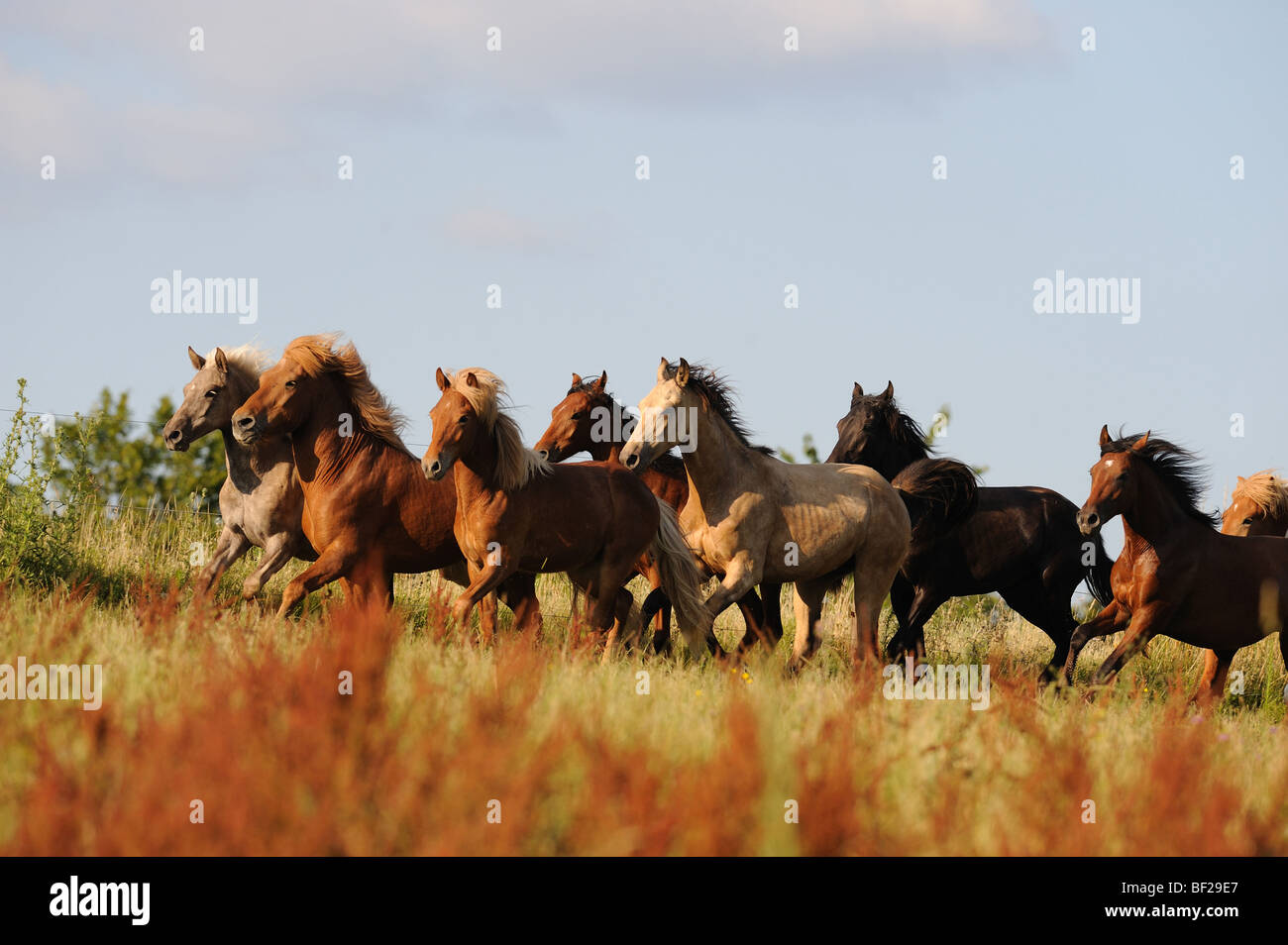Mangalarga Marchador und isländische Pferd (Equus Caballus). Herde der Junghengste im Galopp auf der Wiese. Stockfoto