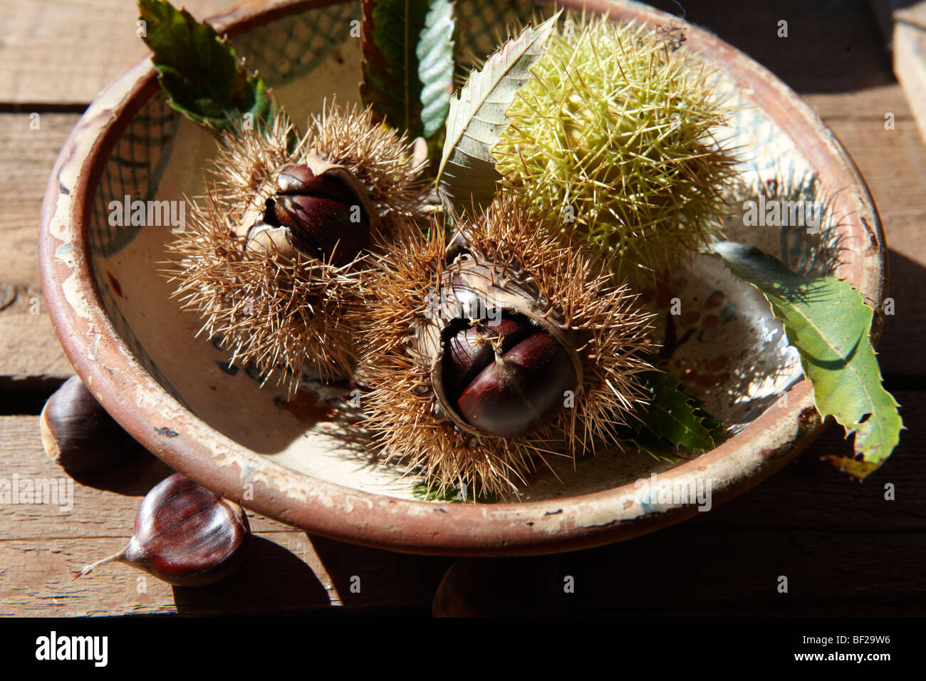 Frisch geerntete Früchte und in Tanks Kastanie (Castanea sativa) Stockfoto