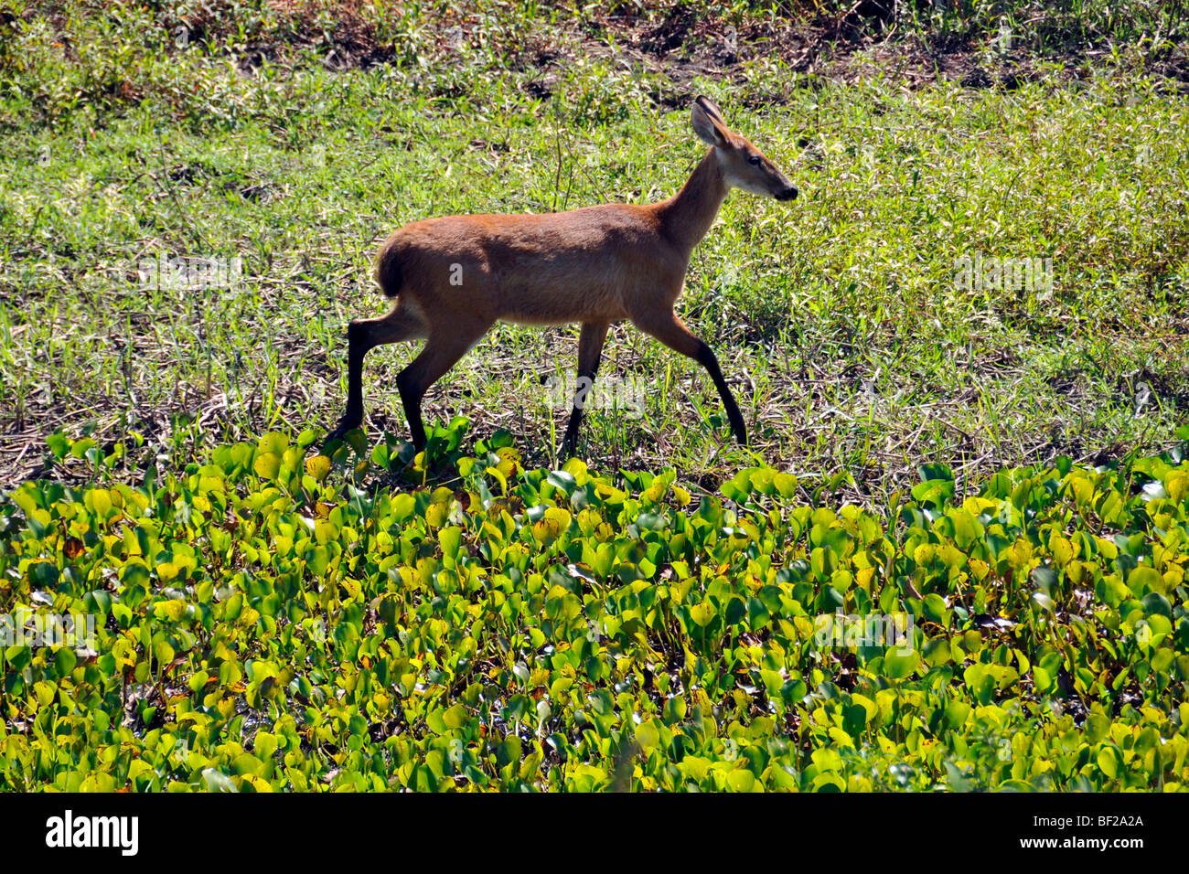 Pampas Rotwild, Ozotoceros Bezoarticus, Fazenda San Francisco, Pantanal, Miranda, Mato Grosso Do Sul, Brasilien Stockfoto