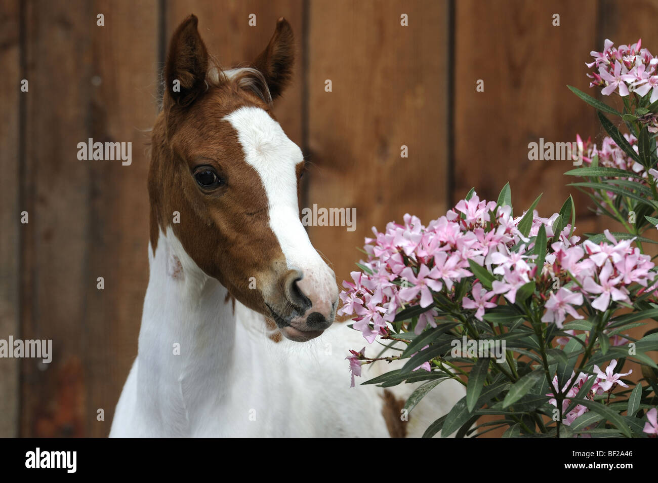 Arabische Pferd (Equus Ferus Caballus), Pinto Fohlen schnüffeln an blühenden Oleander. Stockfoto