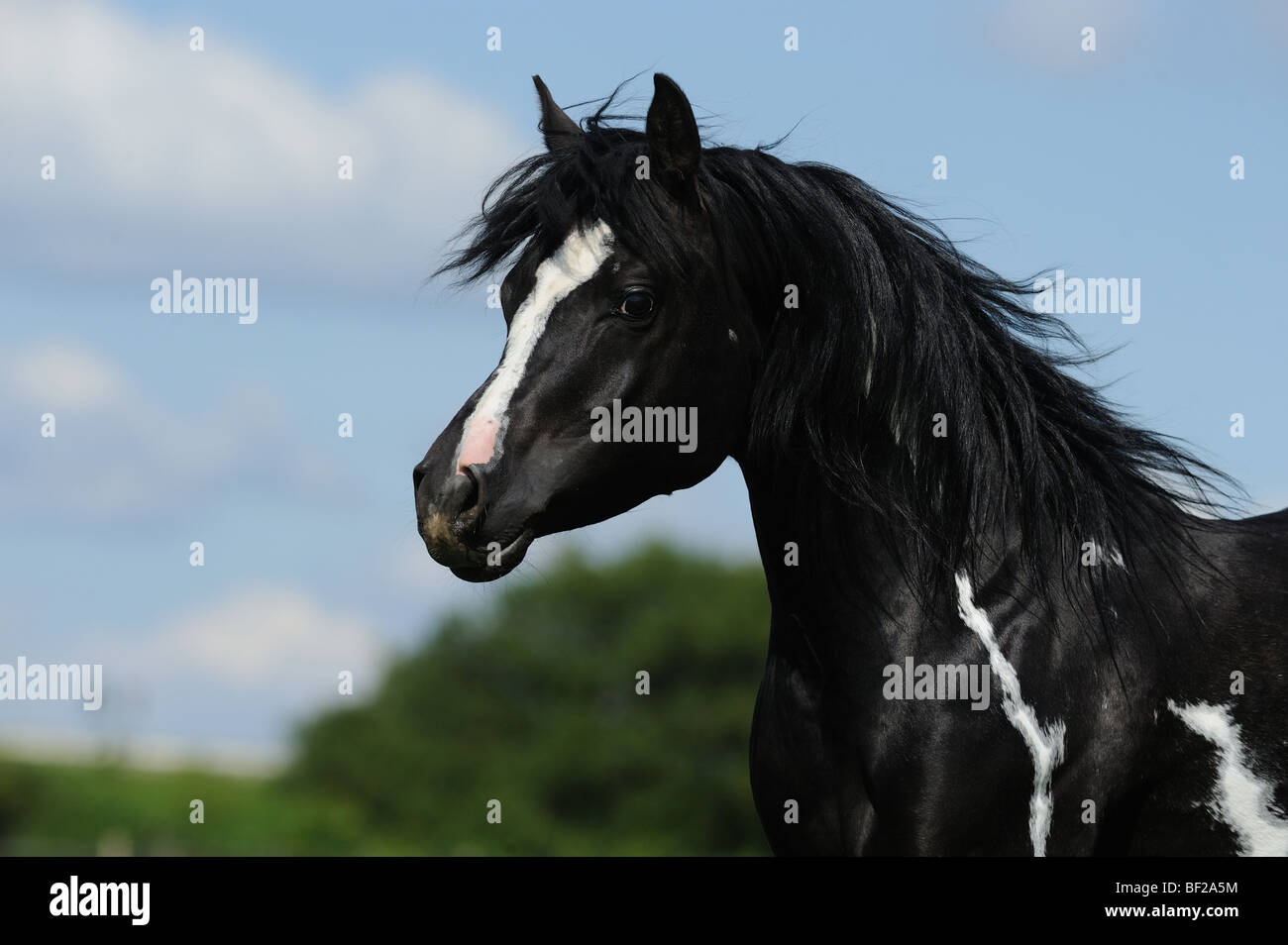Arabische Pferd (Equus Ferus Caballus), Porträt von einem Pinto. Stockfoto