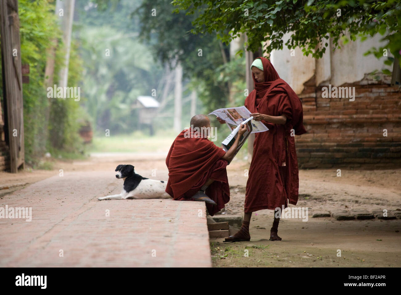 Zwei junge buddhistische Mönche mit einem Hund lesen Zeitung in Amarapura in der Nähe von Mandalay, Birma, Myanmar Stockfoto
