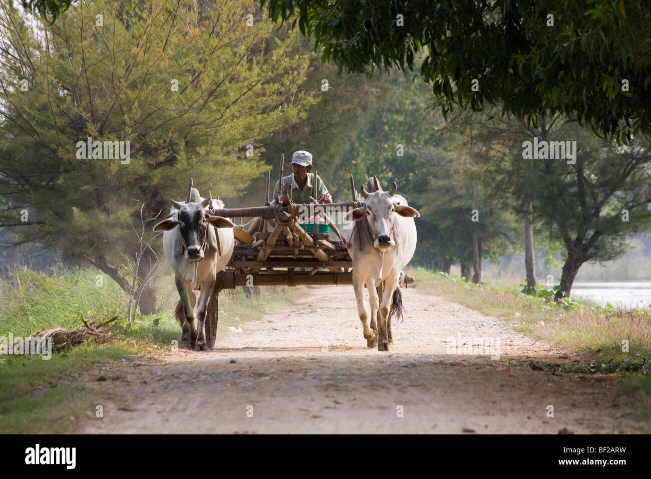 Landwirt auf einem Wagen mit Ochsengespann auf Inwa Insel (Ava) am Ayeyarwady Fluss in der Nähe von Amarapura, Birma, Myanmar Stockfoto