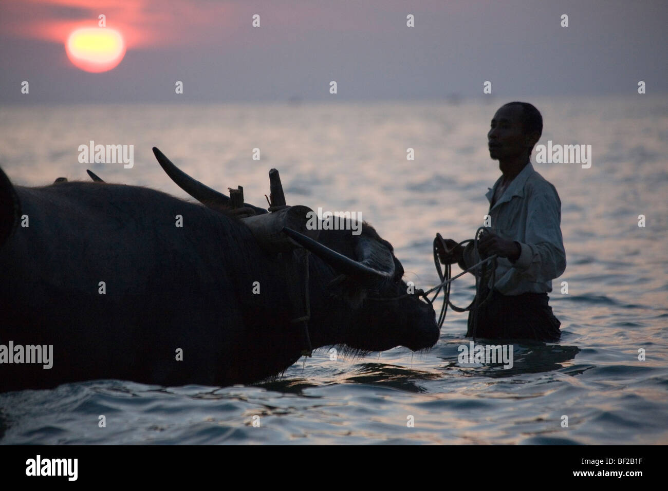 Mann mit Ochsen in den Sonnenuntergang in Ngapali Beach, Golf von Bengalen, Rakhine State in Myanmar Burma Stockfoto